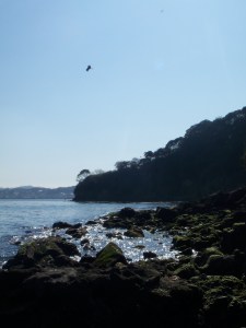 Die Vögel kreisen über Sarushima.