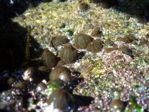 Das Wasser war so klar, dass ich sogar Meeresbewohner fotografieren konnte.