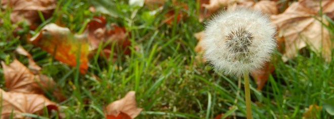 In dieser Woche lasse ich mich vom Wind treiben wie die Samen eines Löwenzahns.